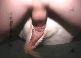 Awesome human dick screwing a sexy animal