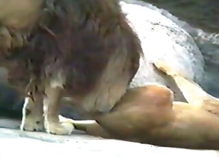 Gorgeous lion-on-lion fucking in h igh quality
