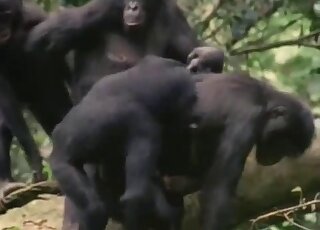 Apes featured in a fucked-up zoo porno movie