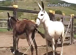 Nasty farm bestiality fuck with awesome animals