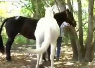Zoo sex clip with a white stallion fucking mare