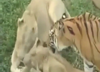 Tiger vs lioness fuck scene with real orgasms