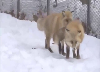 Incredible fox fucks yet another fox in the snow