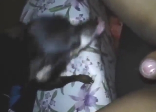 Wide-eyed dog licking that tasty cum all off