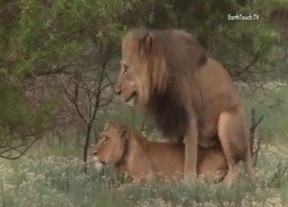 Cum on lion pussy after powerful fucking