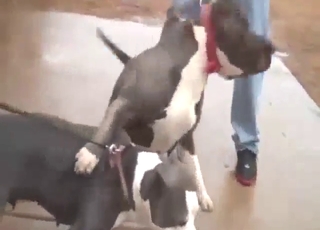 Hefty Pitbull penis pounding the other dog hard
