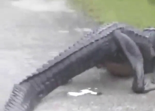 Athletic, curvy, and sexy animals - all poop