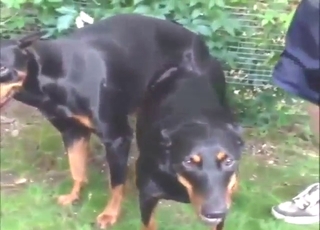 Don't mind two Dobermans fucking each other