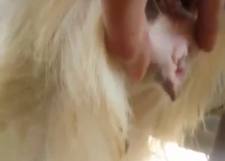 ممارسة جنسية وحشية مع رجل يفتح فمه على الحيوانات
