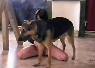 Alluring brunette is sucking her lovely doggy