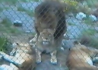 Hung lion fucking his lusty lioness