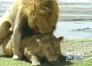 Hot lion fucked her little cunt from behind