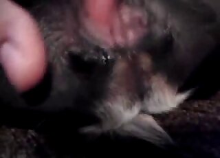 Stimulating a tight anal hole of my lovely animal