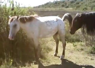 حصان رائع يشم رائحة مؤخرة حيوان آخر