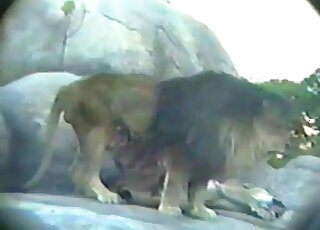 Very muscled lion bangs a sexy lioness