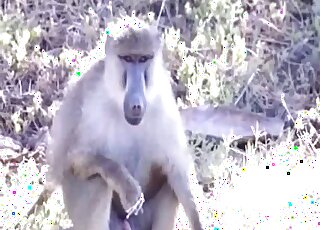 Sensual animal fucked her round bottom from behind