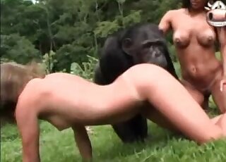 320px x 230px - Monkey fucking a tanned bitch on cam - animales con mujeres xxx